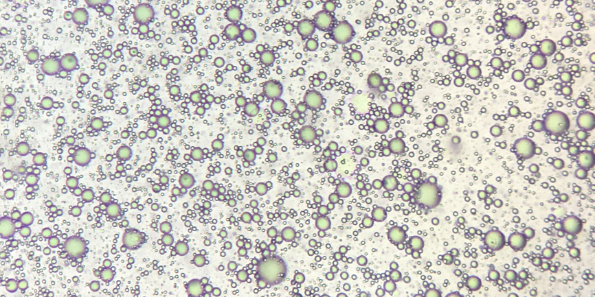 microalgae seen from under a microscope