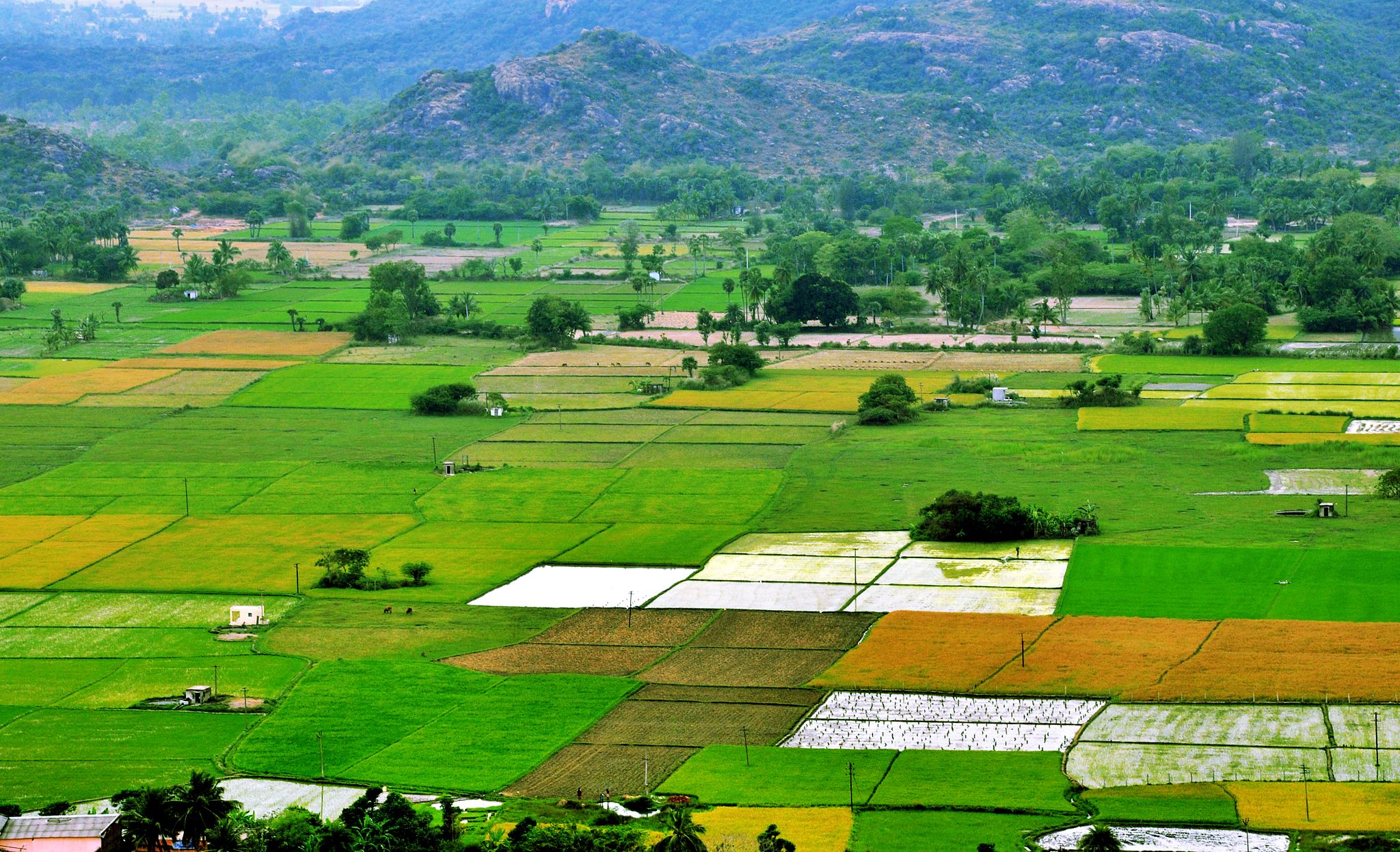 indian agriculture map