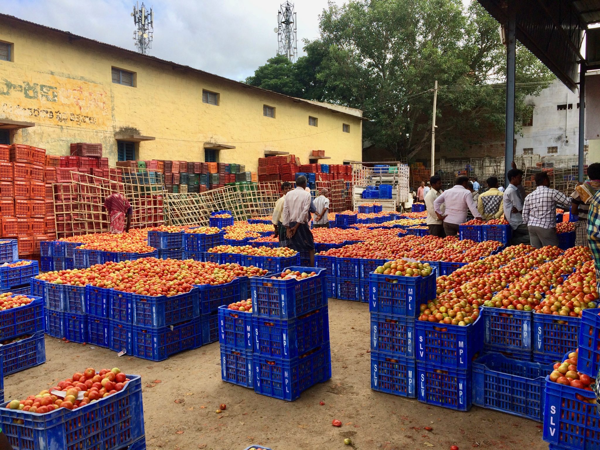 tomatoes