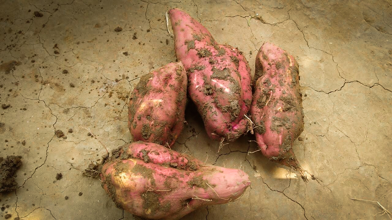 sweet potatoes