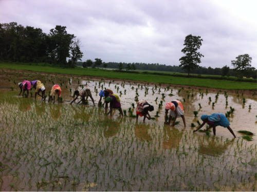 group of women farming field