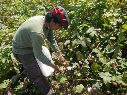 TCi Scholar Vinay Bhaskar looking at cotton plants