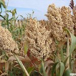 Nirmal Seeds ICTP 8203 Fe Pearl Millet