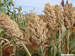 Nirmal Seeds ICTP 8203 Fe Pearl Millet