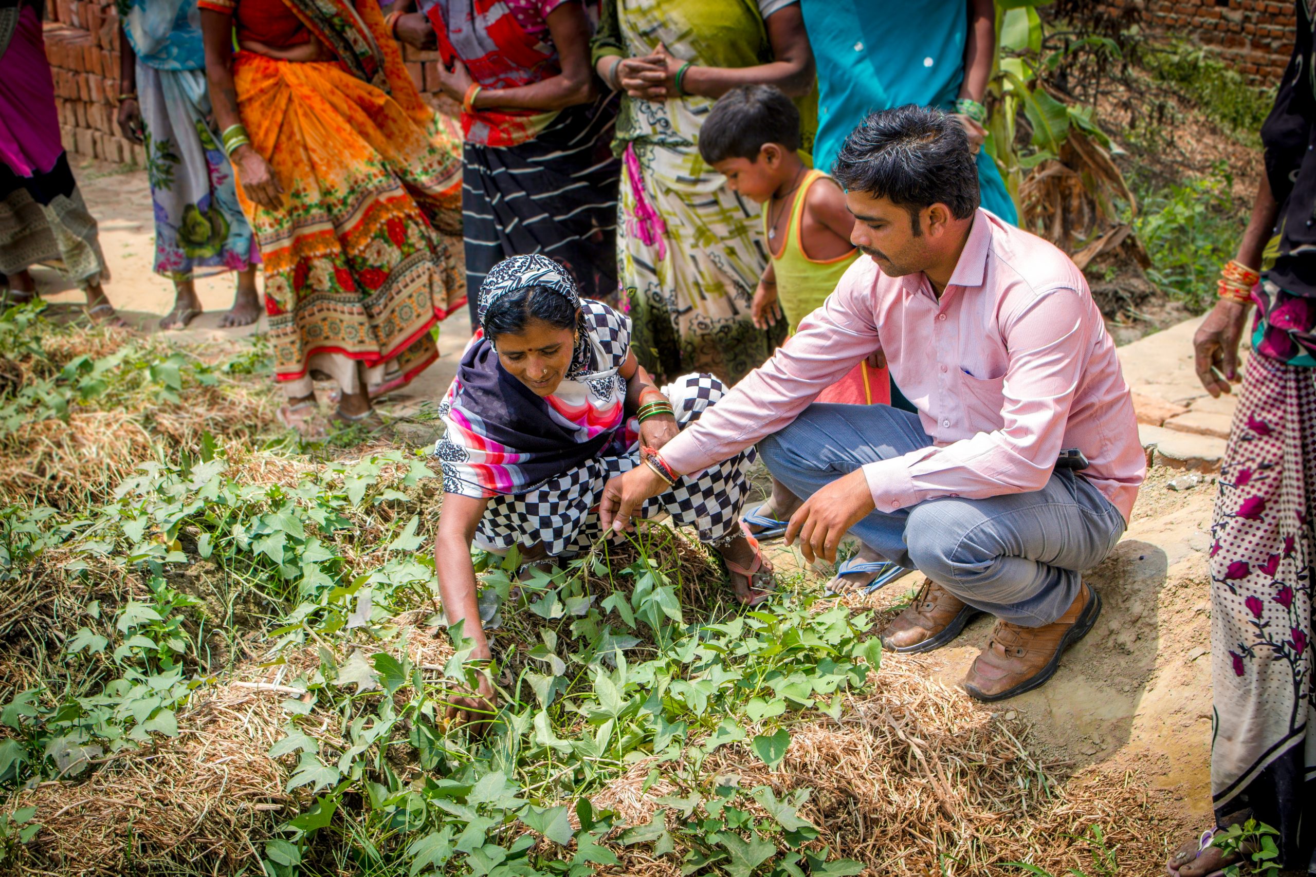 People examining crops