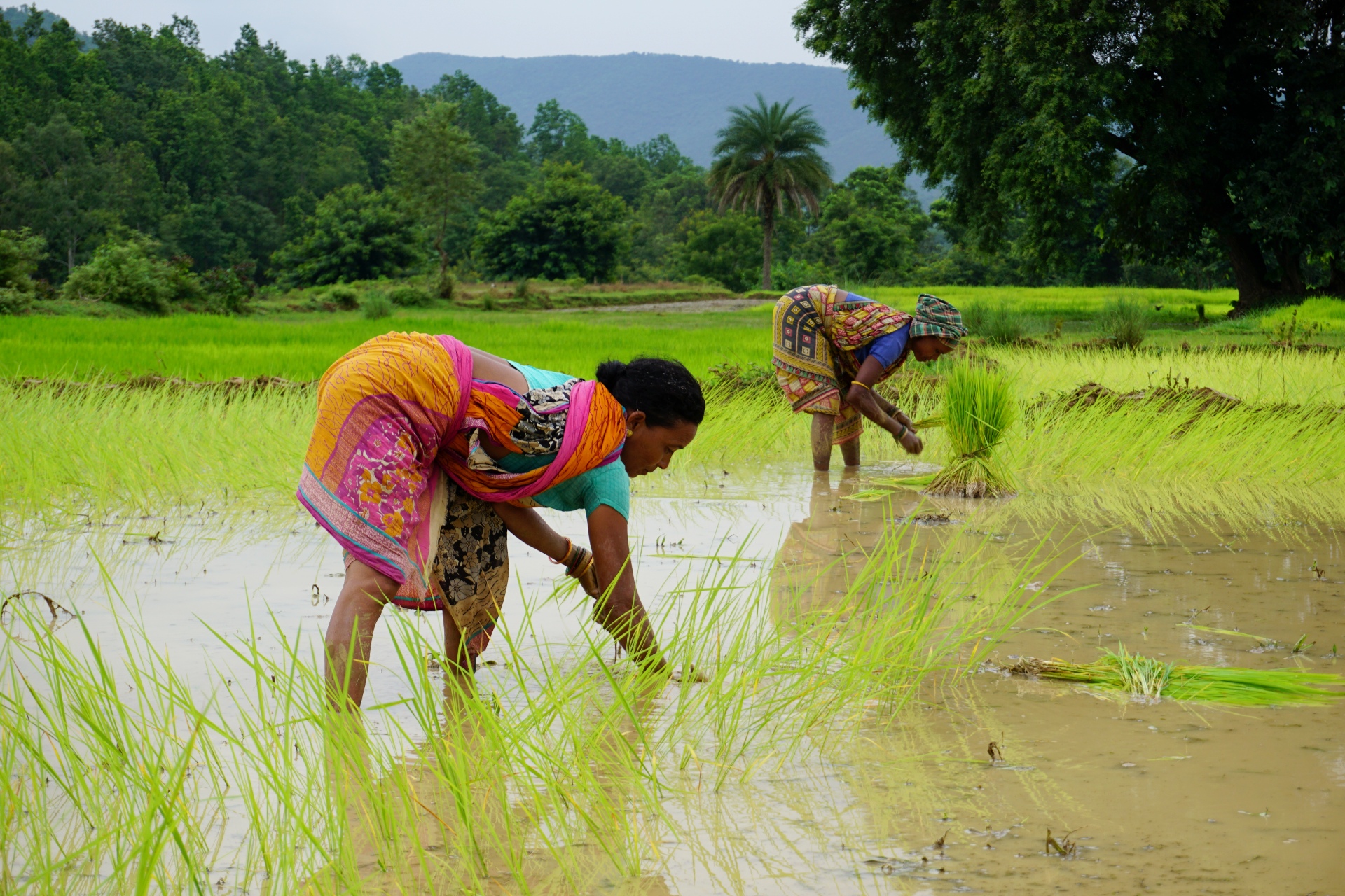 Women picking rice