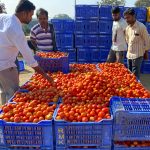 Men looking at crates of ripe tomatoes