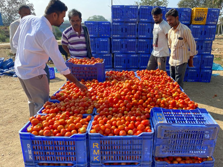 Men looking at crates of ripe tomatoes