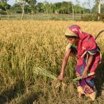 A woman harvesting paddy