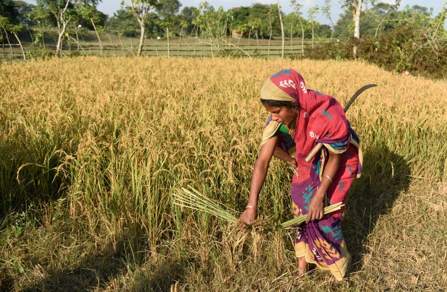A woman harvesting paddy