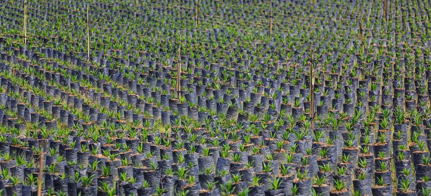 Oil palm trees