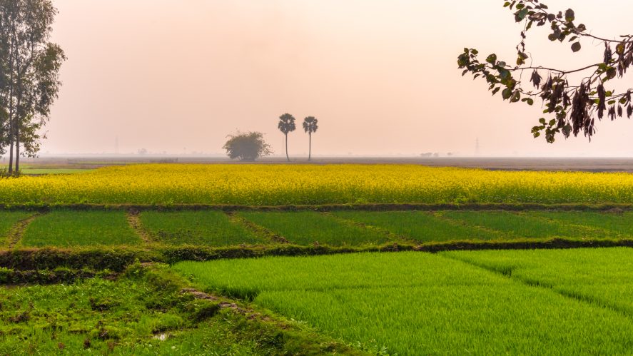 Three different crops growing on a farm