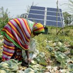 A woman harvests cabbages in front of a solar panel