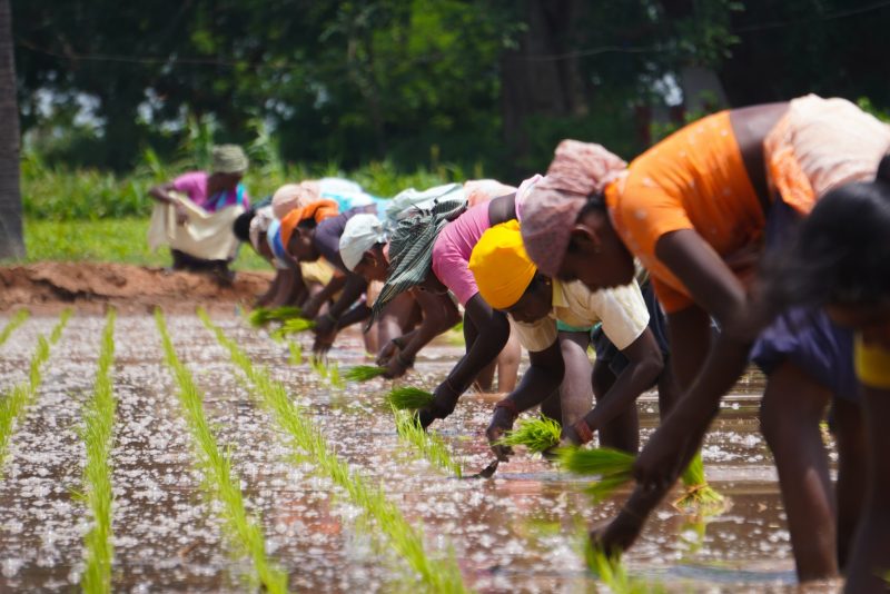 Women planting rice
