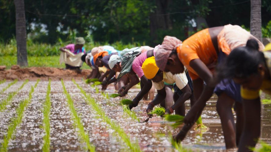 Women planting rice