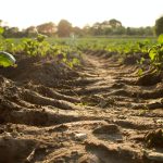 Tractor tracks running through soil on farmland