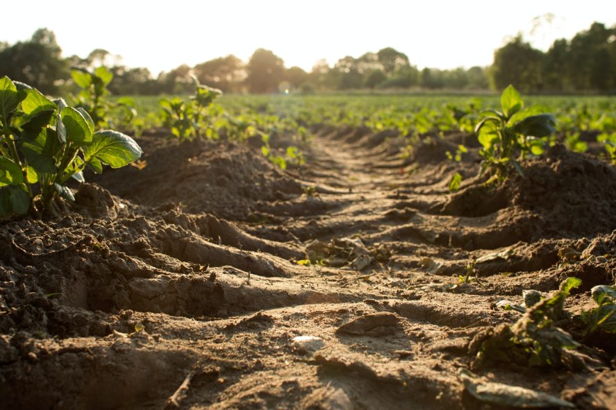 Tractor tracks running through soil on farmland