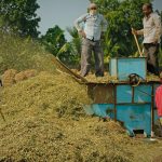 Indian farmers operate a peanut thresher