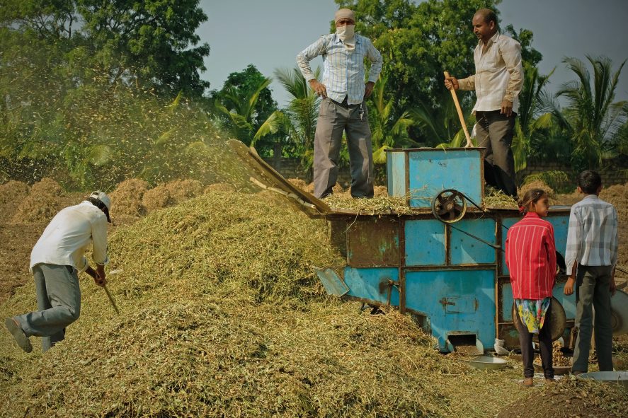 Indian farmers operate a peanut thresher