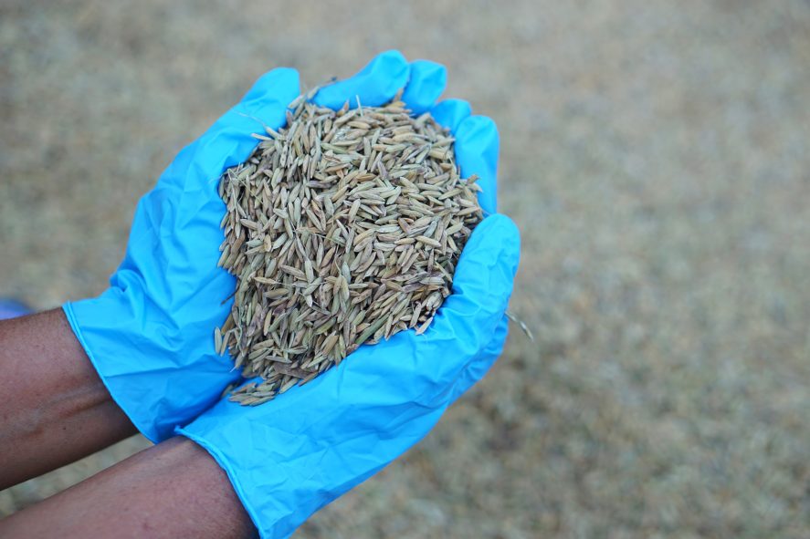 Gloved hands holding grains of rice