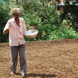 A farmer sowing rice
