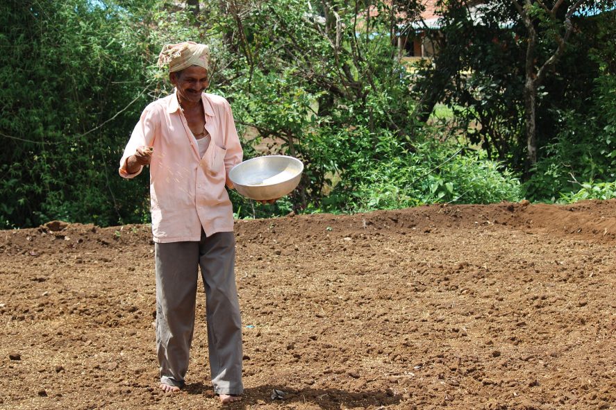 A farmer sowing rice