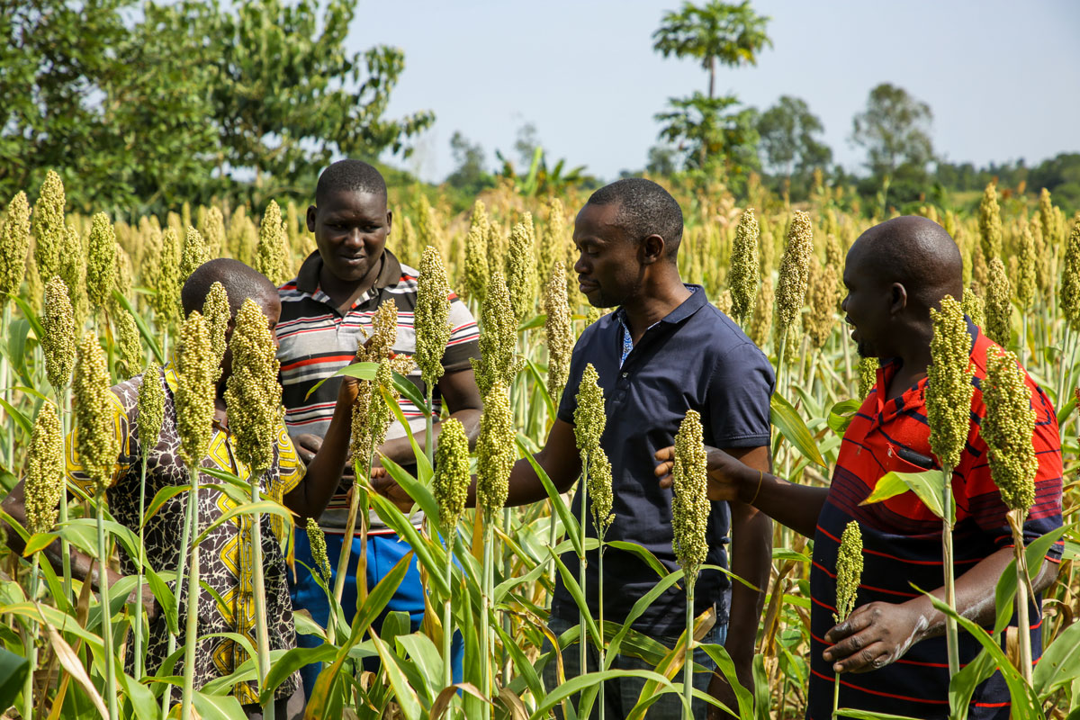 Improving Public Sector Plant Breeding For The Future Of Food Security ...