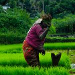 A woman tends to a field of rice