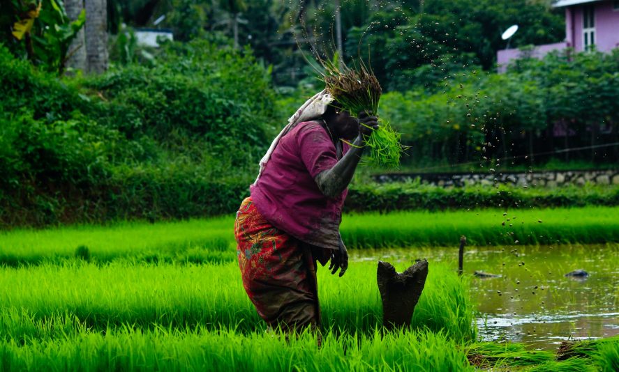 A woman tends to a field of rice