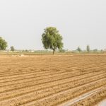 Farmland in Pakistan