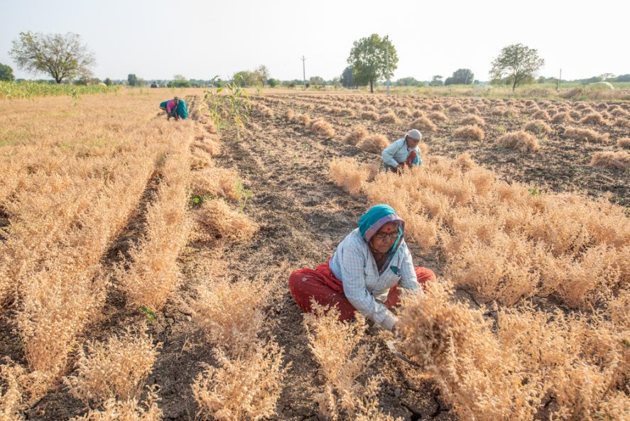 Women harvesting chickpeas