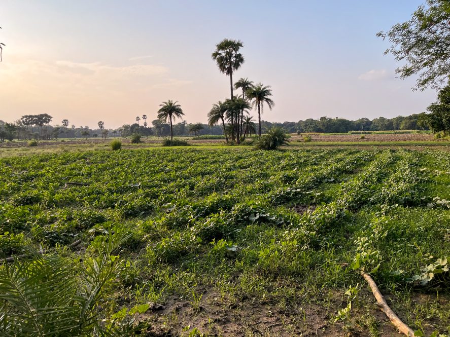What’s Driving Crop Diversification? Talking to Farmers in Bihar - TCI