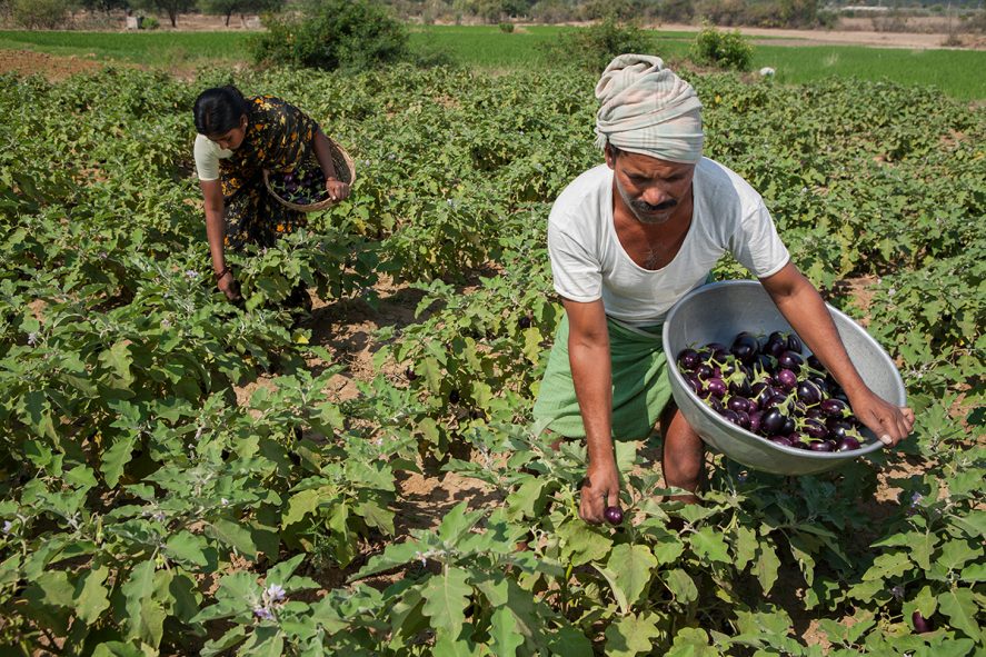 farmer with wife collecting fresh raw egg plants in baskets from his green farm