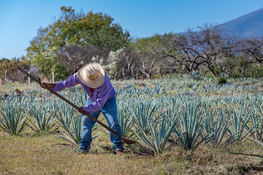 A farmer tending to blue agave plants