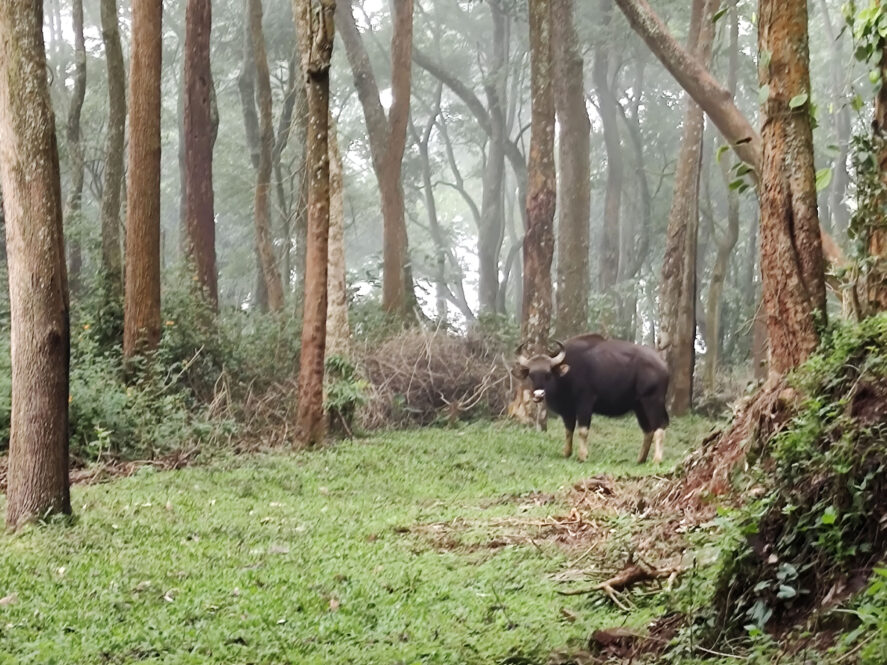 A buffalo on a tea estate