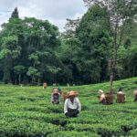 Women pick tea leaves on a tea plantation