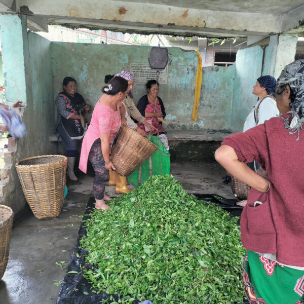 Women dumping tea leaves out of baskets