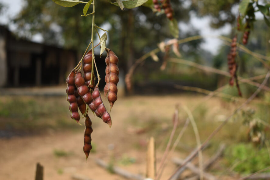 Pidgeon pea plants