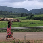 A woman carrying wood from a forest in Thuamul Rampur. (Photo by Amrutha Jose Pampackal/TCI)