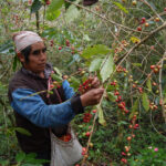 A man harvesting coffee beans