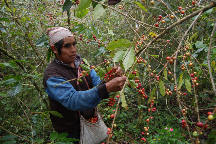 A man harvesting coffee beans