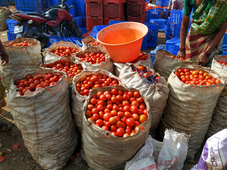 Sacks of tomatoes