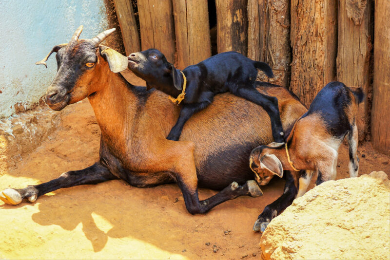A female goat with kids