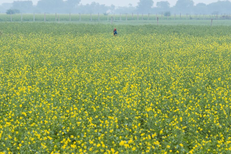A woman in a mustard field in India