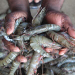 Two hands holding a pile of shrimp
