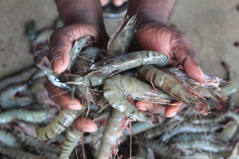 Two hands holding a pile of shrimp