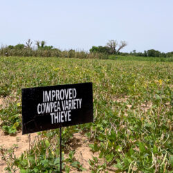A field of cowpea crops with a black sign reading "IMPROVED COWPEA VARIETY THIEYE"