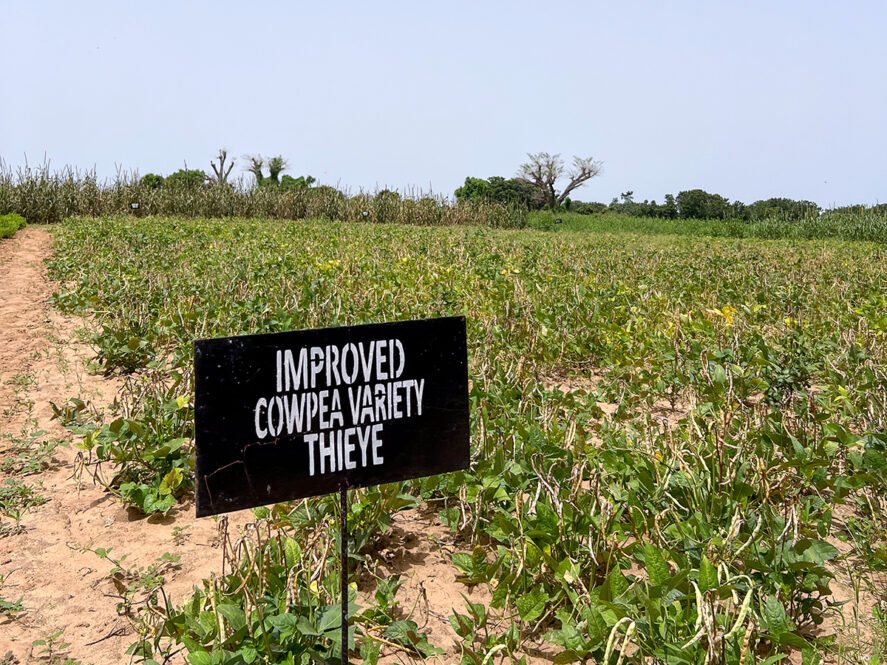 Caretakers of Orphan Crops: Nurturing Resilience and Food Security - TCI