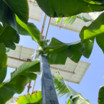 Solar panels emerging from leaves