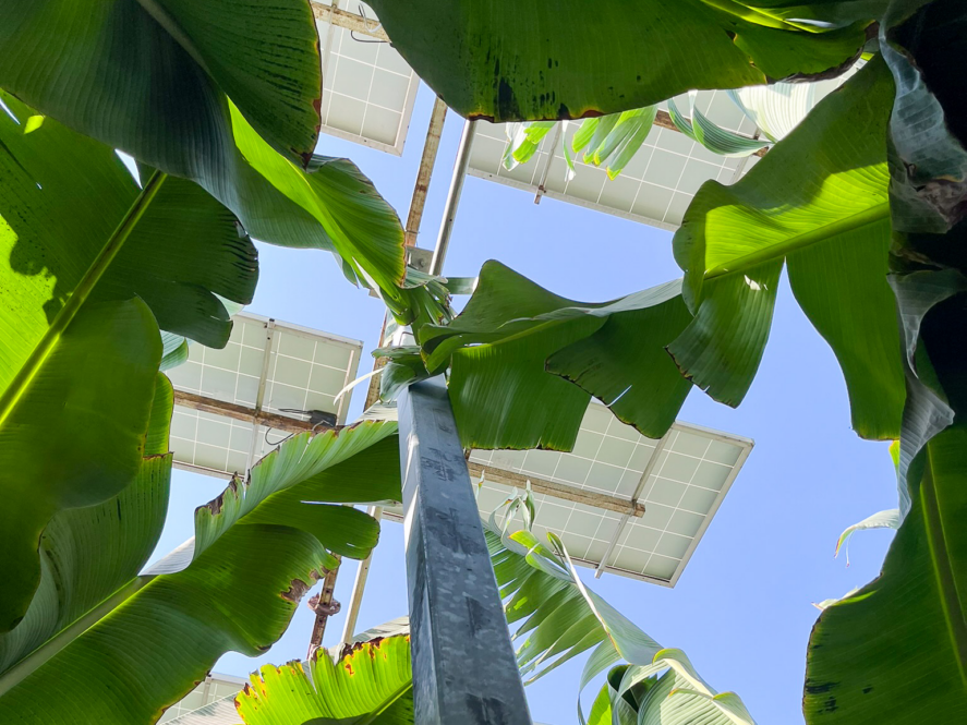 Solar panels emerging from leaves